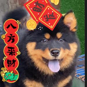 萌宠土松田园犬头像