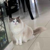 云落清秋头像