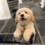 山海会有归期吗的个人资料头像