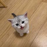 有只猫猫叫红包头像