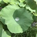 松树5474头像