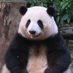 萌宠最萌头像