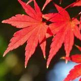 罗想华175头像