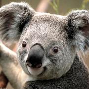 Kawayeboy的个人资料头像