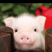 Tonyxu的个人资料头像