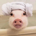 飞猪🐷头像