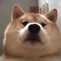 昵称过于强大无法显示816头像