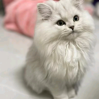 饿了么优选骑手头像