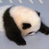 Panda是个小胖墩头像