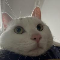 我想带走月光和你头像