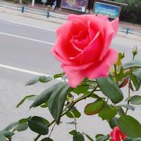 小糖豆头像