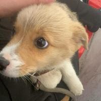 沙漠边缘守望者头像