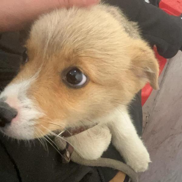 沙漠边缘守望者头像