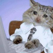 打工猫猫人的个人资料头像