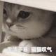 我家猫叫香菜 · 迈腾车主·车龄2年头像