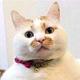 想养一支猫猫虫头像