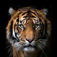 南屏🐯三叔头像