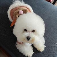 嘟拖拖拖拖拖头像