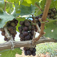 无锡隆廷二手车经纪服务部官方账号头像