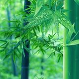 蛋糕小太阳头像