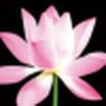 若尘1头像