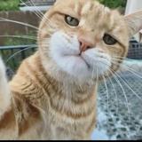 亚历山大猫哥头像