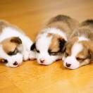 cszwylj的个人资料头像