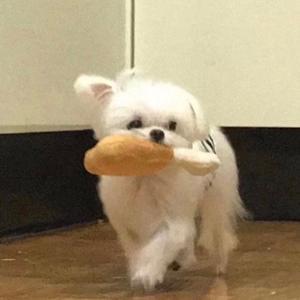 煮糊了实力选手头像