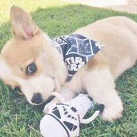 他有点胖333头像