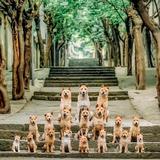 啃白萝卜的胡萝卜C头像