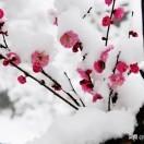 向杰263头像