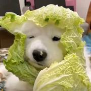 lxq108的个人资料头像
