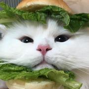 Ho的个人资料头像