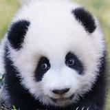 正直风筝cTj头像