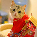 快乐的玲玲酱的个人资料头像