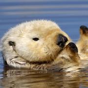 Likeheart7的个人资料头像