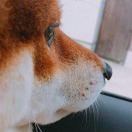 犬小柴的个人资料头像