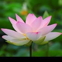 积极的风铃5S8头像