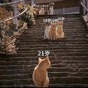 风起时头像
