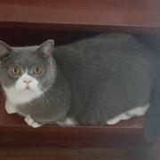 来点柚子的个人资料头像