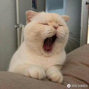 饭小团的个人资料头像
