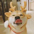 正经的个人资料头像