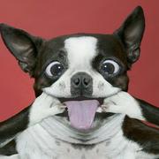 Indomite的个人资料头像