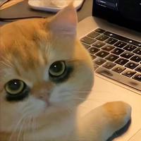 小付智擎头像
