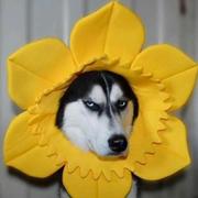 锁上的时光的个人资料头像