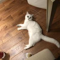 Jacky張的醉人聲線头像