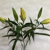 博学多才的花开的时候头像