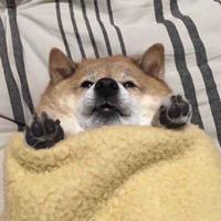 彭于暥头像