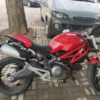 白金金渐层头像