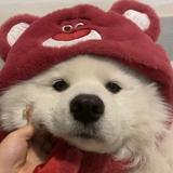 对我上点心头像
